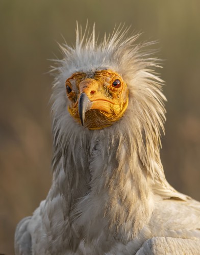 	Ptaki Bałkanów Fot. Paweł Czapczyk