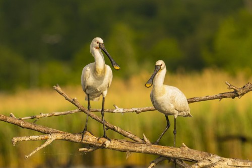 	Ptaki Bałkanów Fot. Paweł Czapczyk