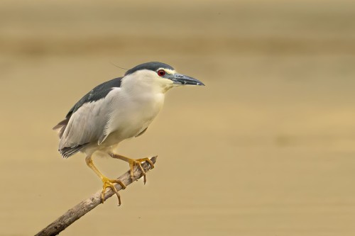 	Ptaki Bałkanów Fot. Paweł Czapczyk