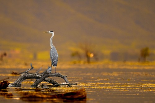 Ptaki Bałkanów Fot. Paweł Czapczyk