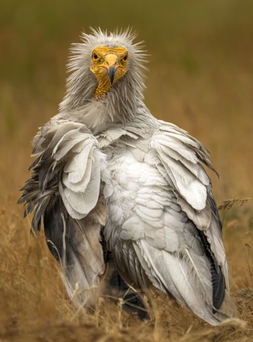 Ptaki Bałkanów Fot. Paweł Czapczyk