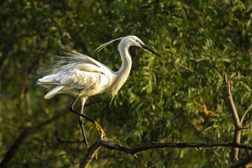 Ptaki Bałkanów Fot. Paweł Czapczyk