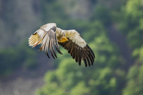 Ptaki Bałkanów Fot. Paweł Czapczyk