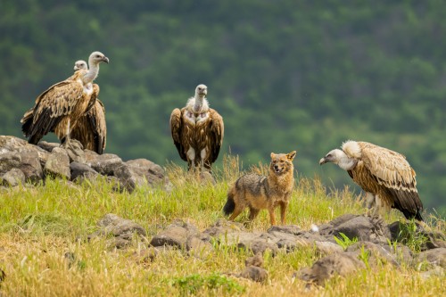 Ptaki Bałkanów Fot. Paweł Czapczyk