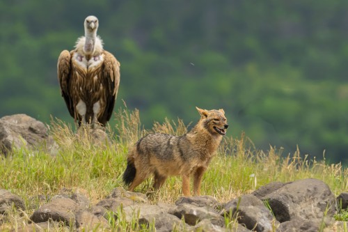 Ptaki Bałkanów Fot. Paweł Czapczyk
