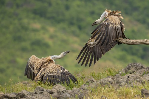 Ptaki Bałkanów Fot. Paweł Czapczyk