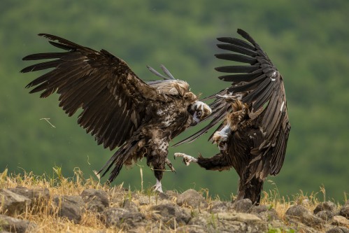 Ptaki Bałkanów Fot. Paweł Czapczyk