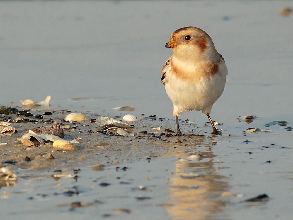 Śnieguła fot. Stanisław Dul