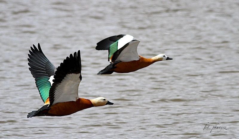fot. Przemek Kunysz fot. Przemek Kunysz