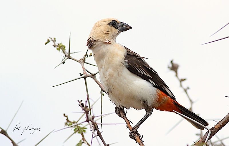 fot. Przemek Kunysz fot. Przemek Kunysz