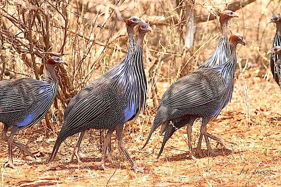 fot. Przemek Kunysz fot. Przemek Kunysz