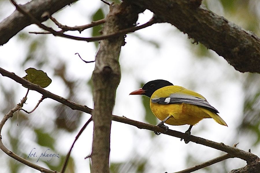 fot. Przemek Kunysz fot. Przemek Kunysz
