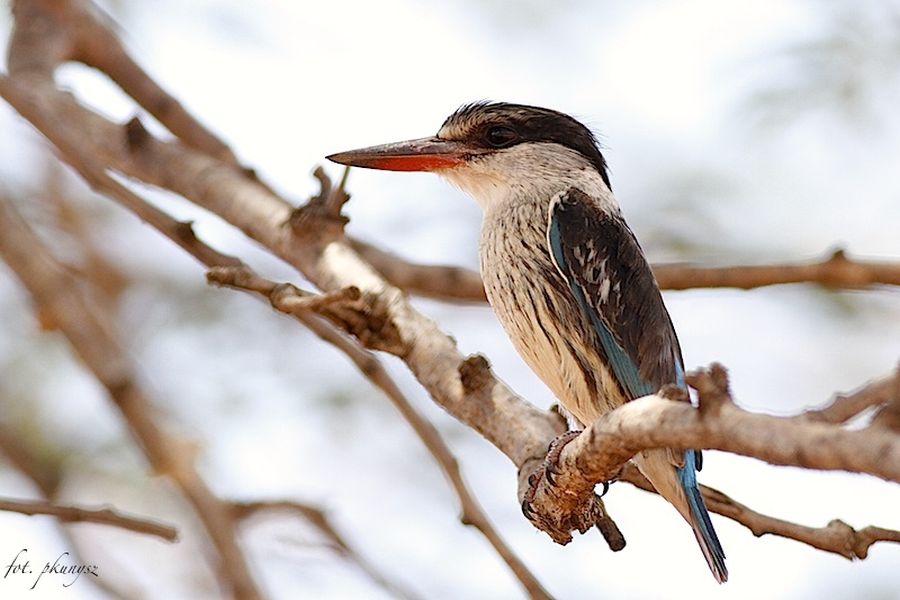 fot. Przemek Kunysz fot. Przemek Kunysz