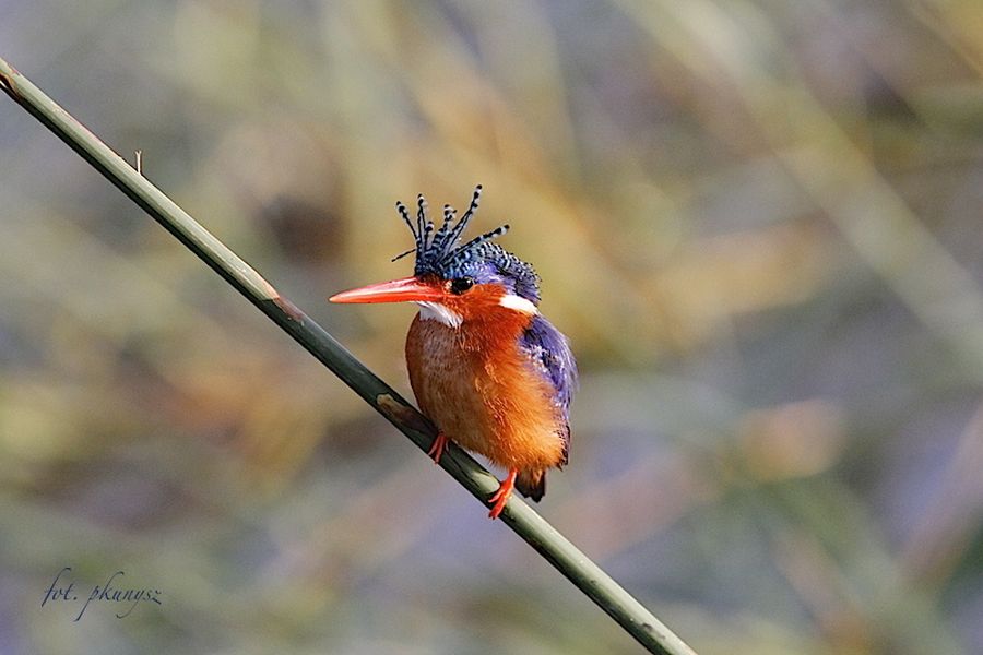 fot. Przemek Kunysz fot. Przemek Kunysz