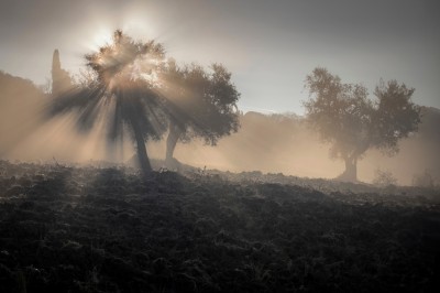 Drzewa oliwne; fot. S. Adamczak, okfoto.pl
