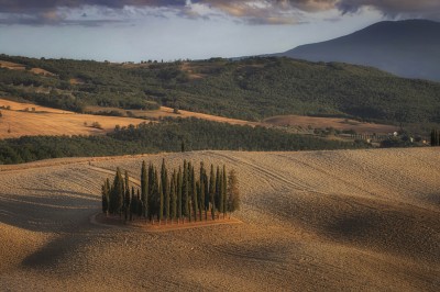Toskańskie cyprysy; fot. S. Adamczak, okfoto.pl