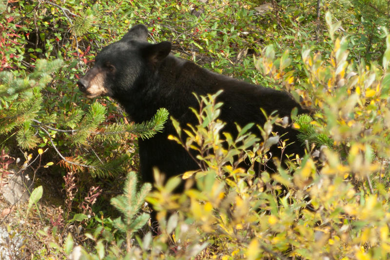 Młody baribal (fot. Beata Muchowska) Młody baribal (fot. Beata Muchowska)