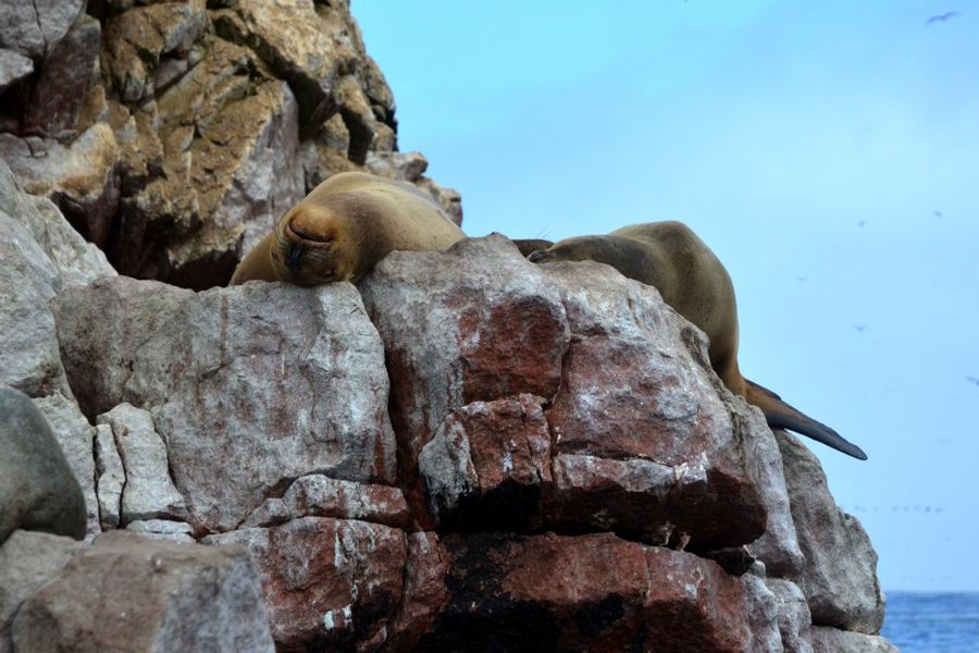Lwy morskie na Wyspach Ballestas (fot. Marta Podleśna-Nowak) Lwy morskie na Wyspach Ballestas (fot. Marta Podleśna-Nowak)