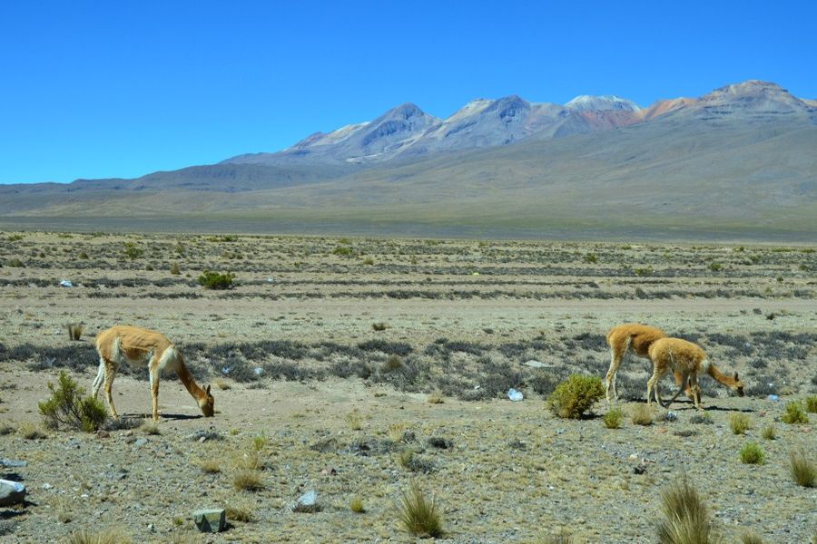 Vicuñas są w Peru pod ochroną. Rezerwat Salinas i Aguada Blanca (fot. Marta Podleśna-Nowak) Vicuñas są w Peru pod ochroną. Rezerwat Salinas i Aguada Blanca (fot. Marta Podleśna-Nowak)