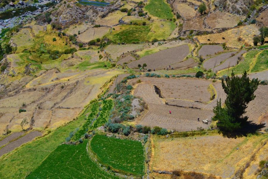 Żyzna dolina Colca (fot. Marta Podleśna-Nowak) Żyzna dolina Colca (fot. Marta Podleśna-Nowak)