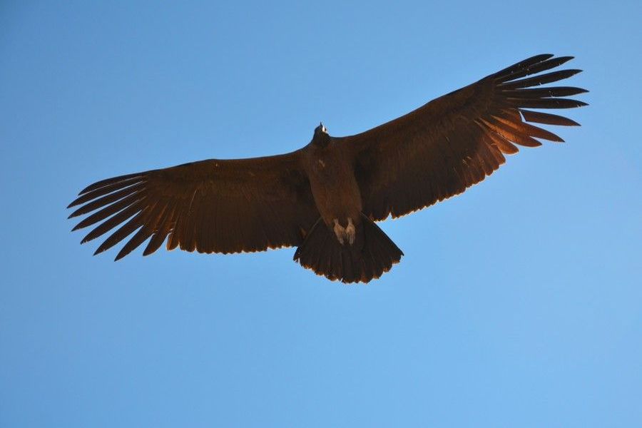 Kondor – król Andów (fot. Marta Podleśna-Nowak) Kondor – król Andów (fot. Marta Podleśna-Nowak)