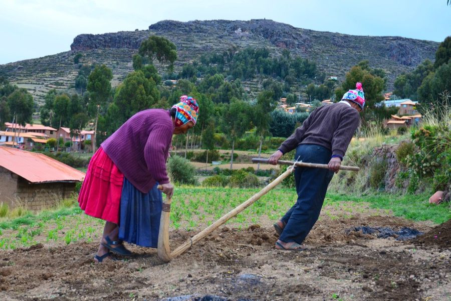 Na wyspie Amantani Indianie w tradycyjny sposób uprawiają ziemie (fot. Marta Podleśna-Nowak) Na wyspie Amantani Indianie w tradycyjny sposób uprawiają ziemie (fot. Marta Podleśna-Nowak)