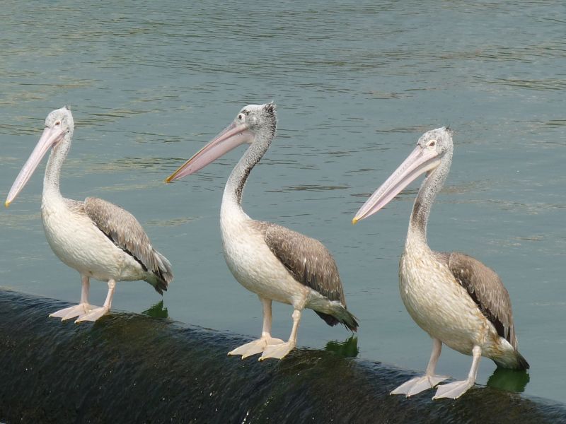 Pelikany (fot. Darek Dąbrowski)