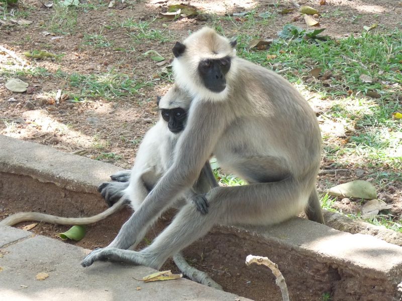Małpy w Anuradhapura (fot. Darek Dąbrowski)