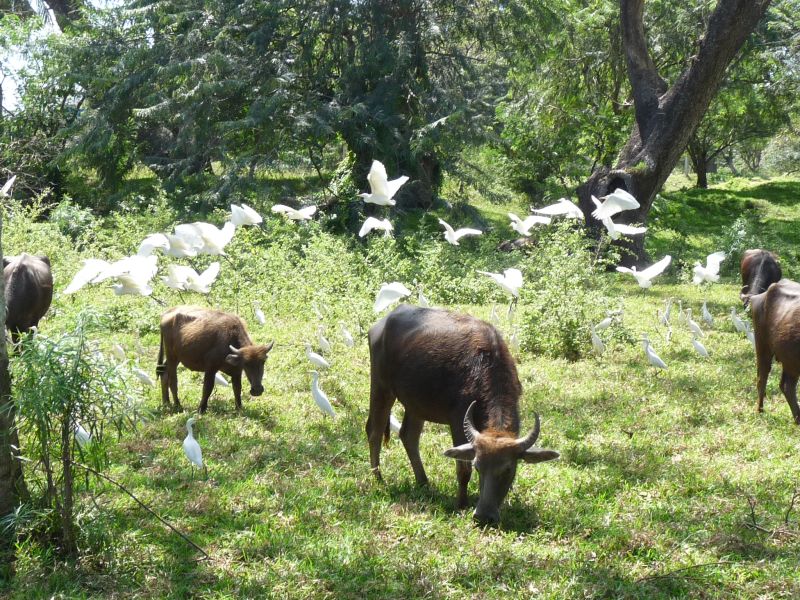 Okolice Anuradhapura (fot. Darek Dąbrowski)