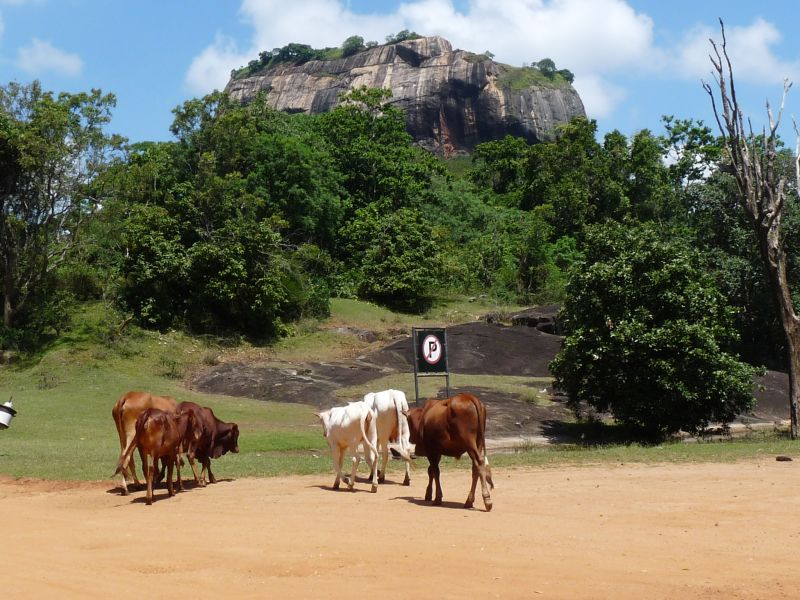 Lwia skała w Sigiriya (fot. Darek Dąbrowski)