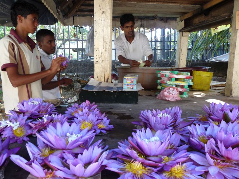 Sprzedawca kwiatów lotosu (fot. Darek Dąbrowski)