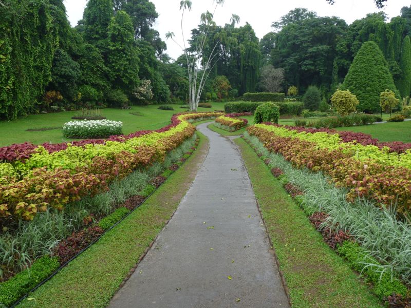 Ogrody Botaniczne w Peradeniya (fot. Darek Dąbrowski)
