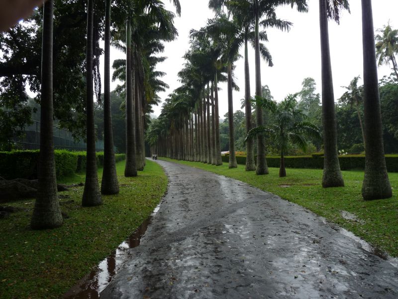 Ogrody Botaniczne w Peradeniya (fot. Darek Dąbrowski)