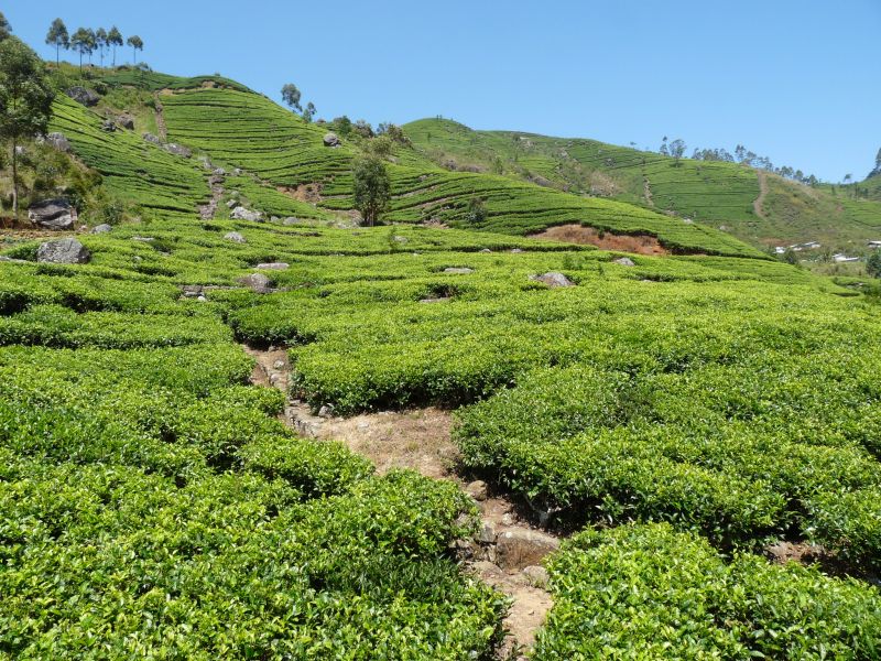 Pola herbaciane w okolice Dambatenne (fot. Darek Dąbrowski)