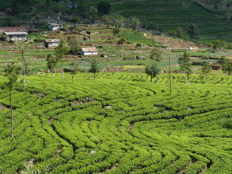Pasiaste pola herbaciane (fot. Darek Dąbrowski)