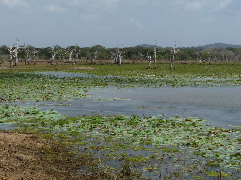 Park Narodowy Yala (fot. Darek Dąbrowski)