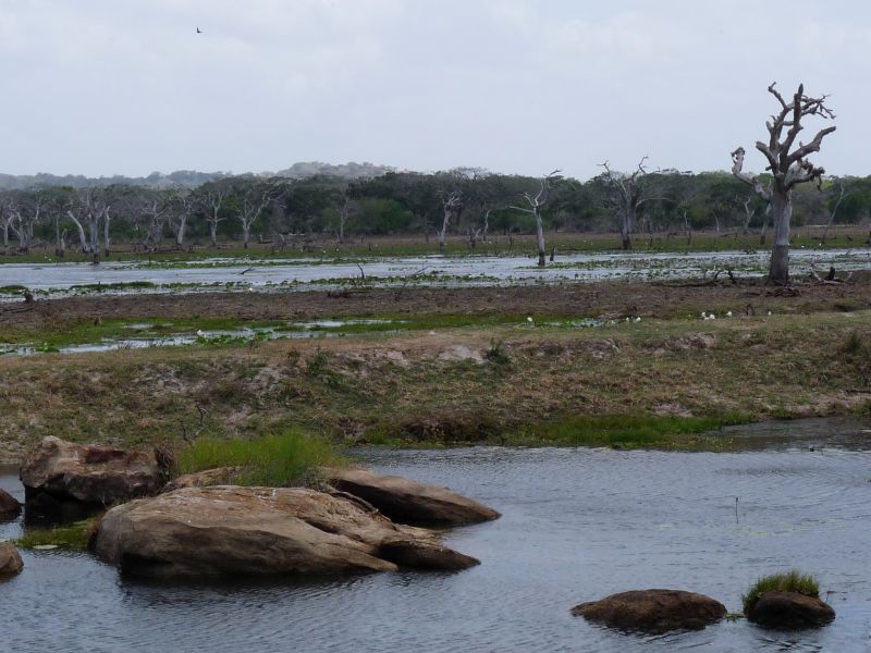 Park Narodowy Yala (fot. Darek Dąbrowski)