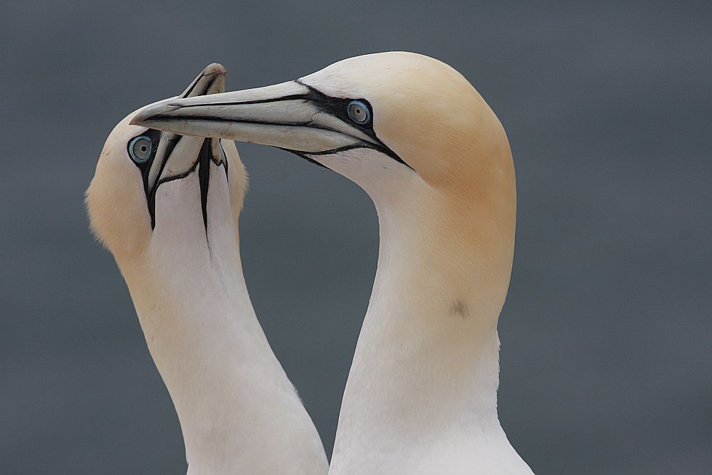 Głuptaki na Helgolandzie, fot. Adam Hlebowicz
