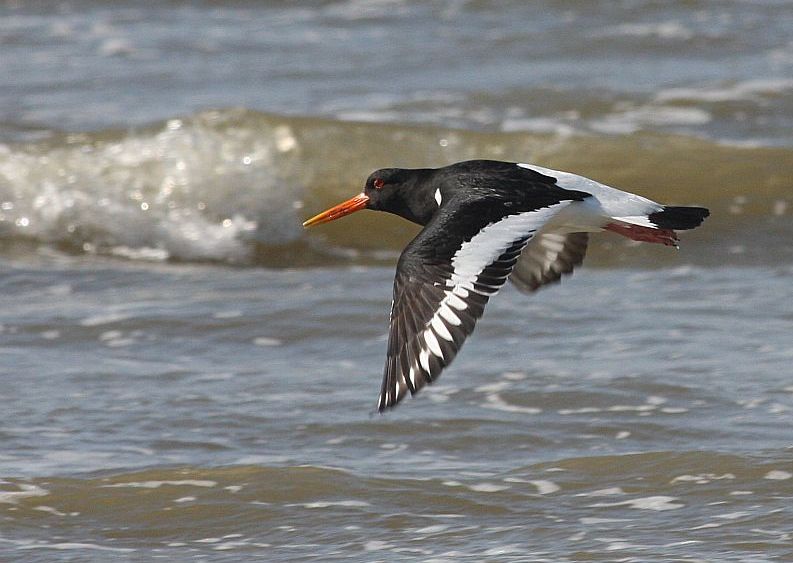 Ostrygojad, fot. Adam Hlebowicz