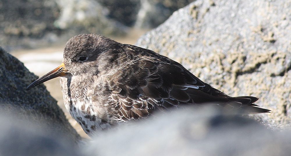 Biegus morski, fot. Adam Hlebowicz