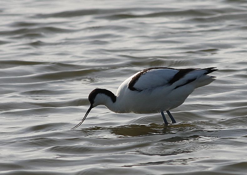Szablodziób, fot. Adam Hlebowicz