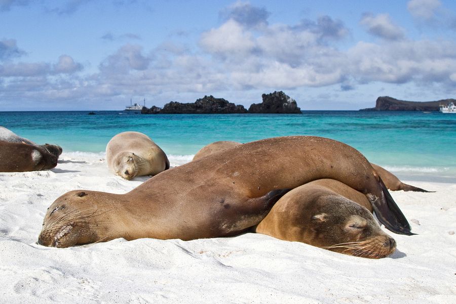 Uchatki, Wyspy Galápagos