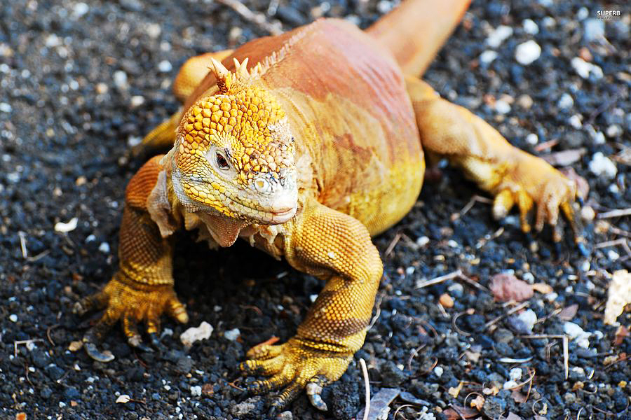 Legwan lądowy, Wyspy Galápagos