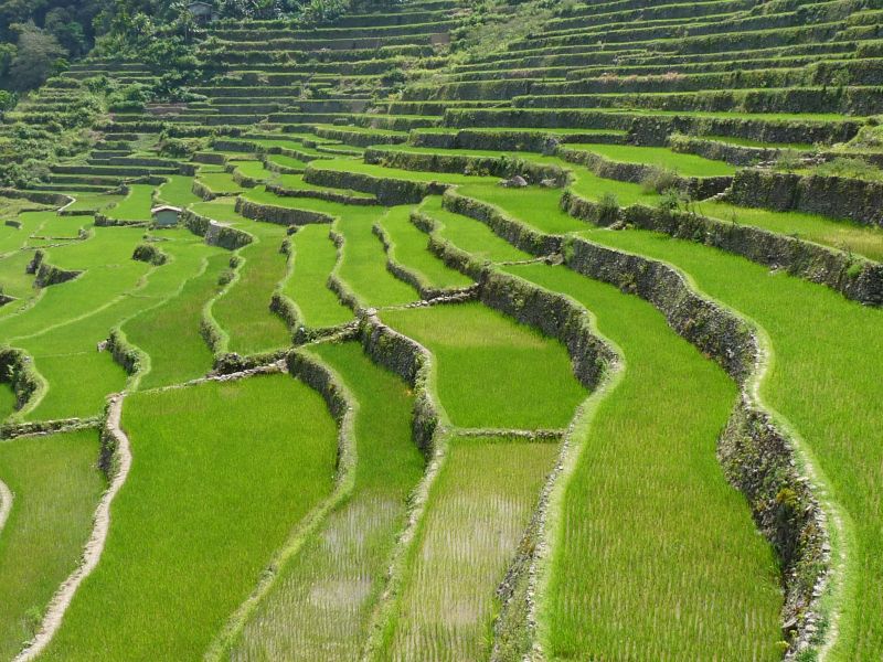 Tarasowe pola ryżowe w Batad (fot. Darek Dąbrowski) Tarasowe pola ryżowe w Batad (fot. Darek Dąbrowski)