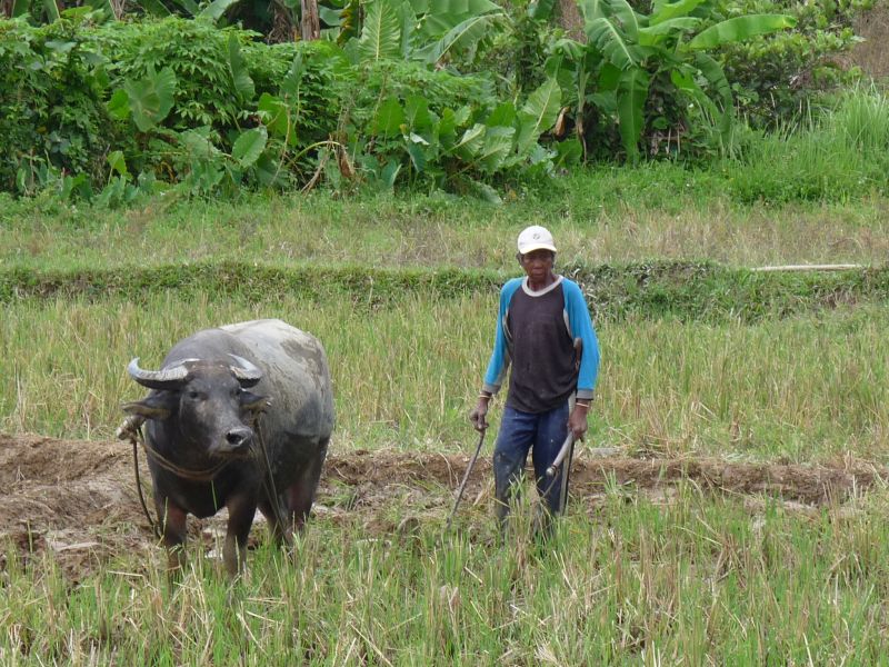 Prace rolne przy pomocy bawoła (fot. Darek Dąbrowski) Prace rolne przy pomocy bawoła (fot. Darek Dąbrowski)