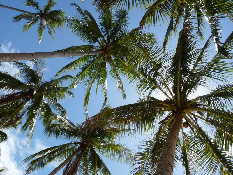 Palmy na Palawanie (fot. Darek Dąbrowski) Palmy na Palawanie (fot. Darek Dąbrowski)