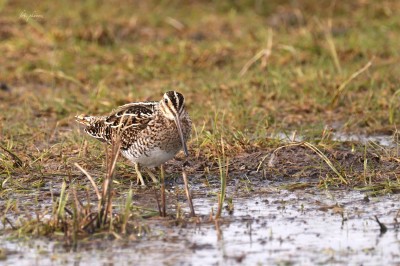 Bekas baranek (Gallinago gallinago), fot. P. Kunysz