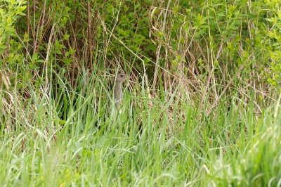 Derkacz (Crex crex), fot. P. Kunysz