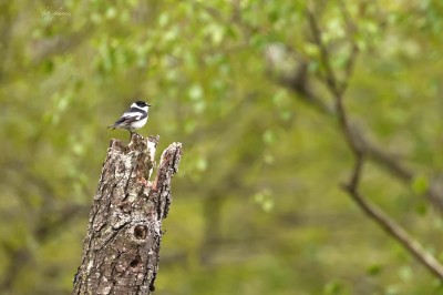 Muchołówka białoszyja (Ficedula albicollis), fot. P. Kunysz