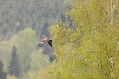 Orlik krzykliwy (Clanga pomarina), fot. P. Kunysz